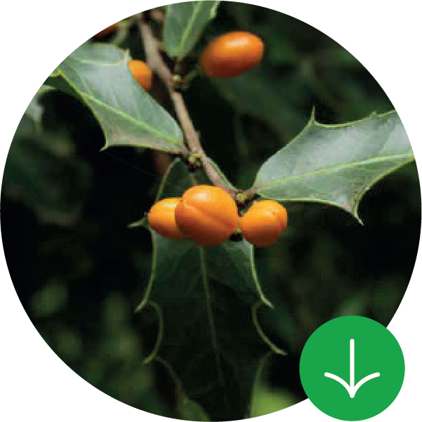 Guía de frutos y especies