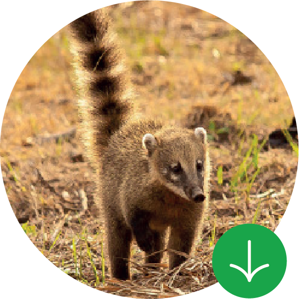 Guía de frutos y especies