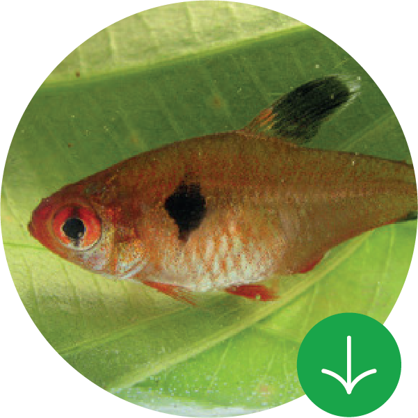 Guía de frutos y especies