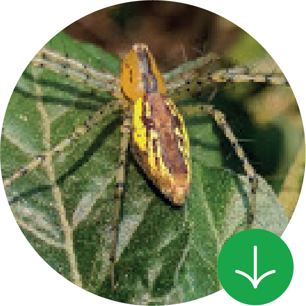 Guía de frutos y especies