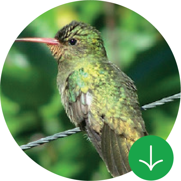 Guía de frutos y especies