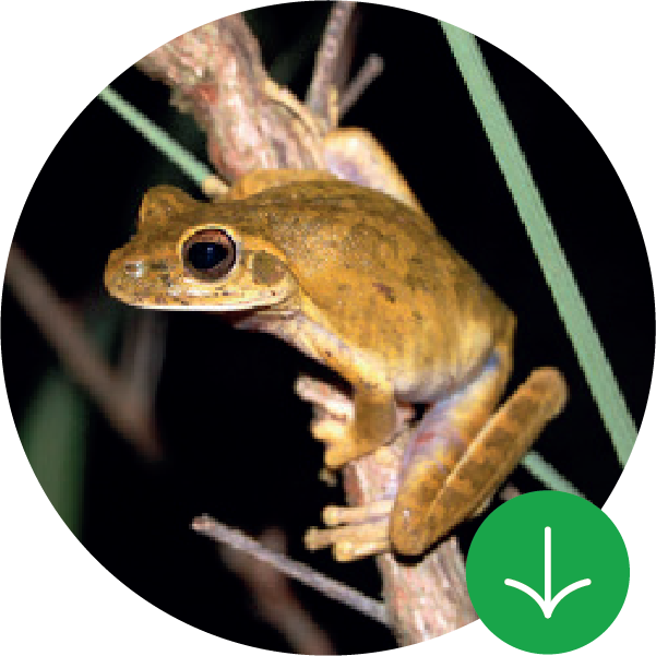 Guía de frutos y especies